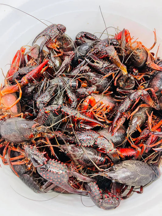 30lbs - Live Crawfish (Field Run)